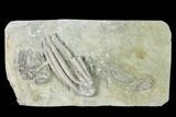 Three Species of Crinoids on One Plate - Crawfordsville, Indiana #148666-2